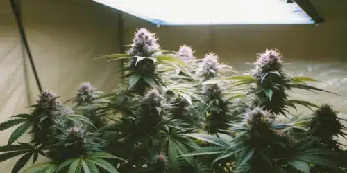 How to Grow Sherbet Autoflower Strain