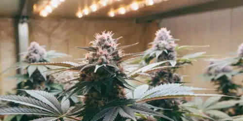How to Grow Skunk FV Strain