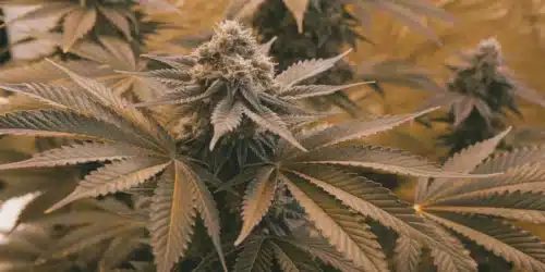 How to Grow Skunk x Northern Lights FV