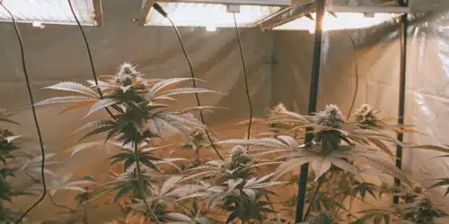 How to Grow Sweet Zombie Auto Fem