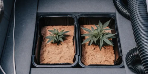 Top Tips for Choosing the Best Coco Coir for Autoflowers