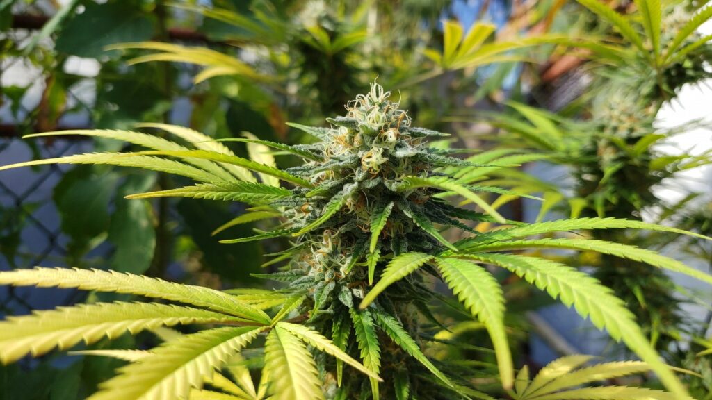 Mochi Gelato strain cannabis bud with frosty trichomes and orange pistils growing outdoors.