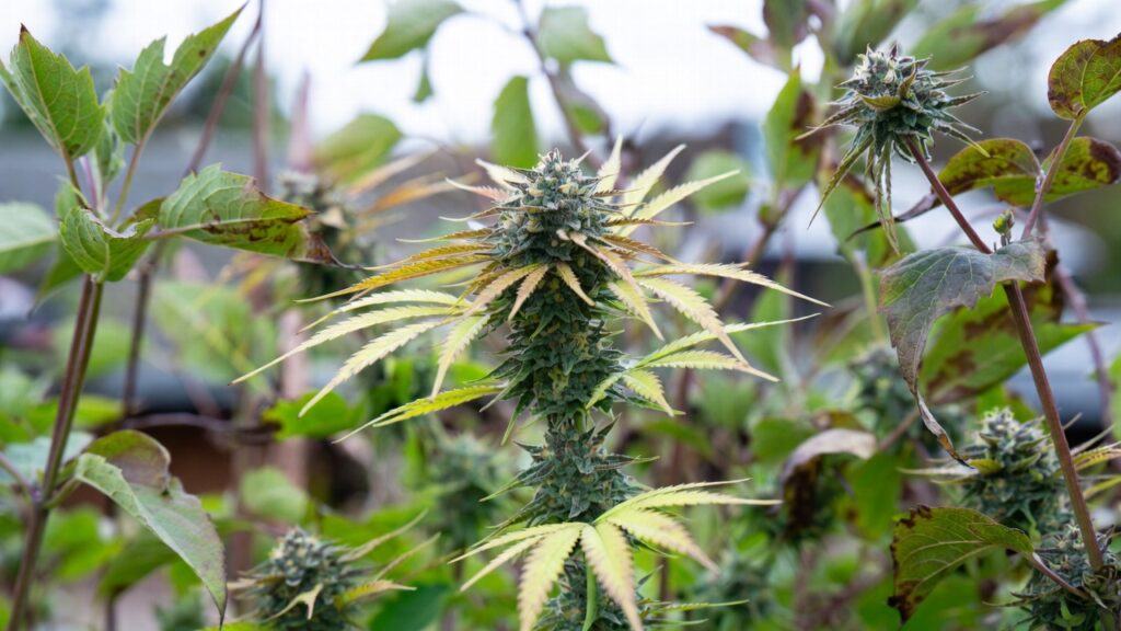 Mochi Gelato weed strain flowering plant with a tall central cola and yellowing fan leaves outdoors.