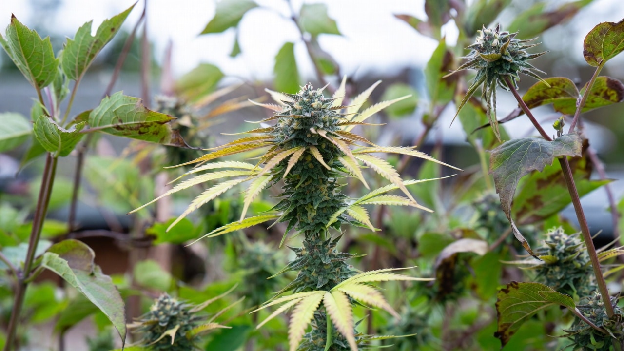 Grow Info Mochi Gelato Weed Strain | Blimburn Seeds