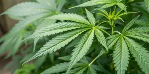 Powdery Mildew Treatment for Cannabis