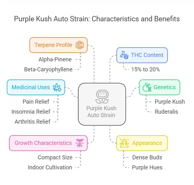 Infographic highlighting Purple Kush Auto strain details, including THC levels, terpene profile, and medicinal benefits.