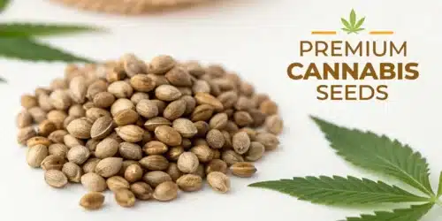 New Weed Seed Packs Launch: Elevate Your Cultivation Experience