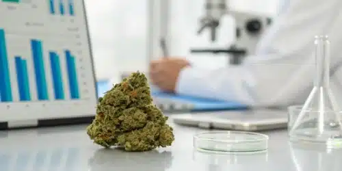 Best Cannabis Strain for Cancer Treatment