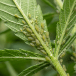 Cannabis aphids infestation leaf close up with green aphids clustered along the leaf veins and stem.