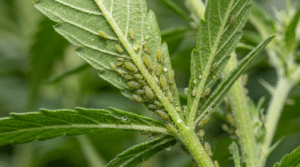 Cannabis aphids infestation leaf close up with green aphids clustered along the leaf veins and stem.