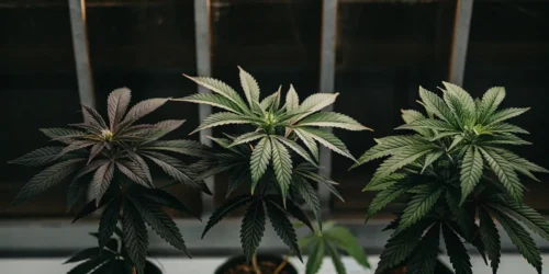 The Enigmatic 3 Leaf Hemp Plant