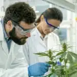 Scientists analyzing cannabis compounds for COVID research in a state-of-the-art lab.