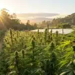 Sunlit cannabis farm with healthy plants, symbolizing natural support in cannabis treatment for diabetes.