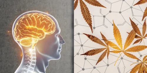 Cannabis for Migraine Treatment