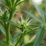 Female cannabis preflowers close up with white pistils emerging at the stem nodes among healthy green leaves.