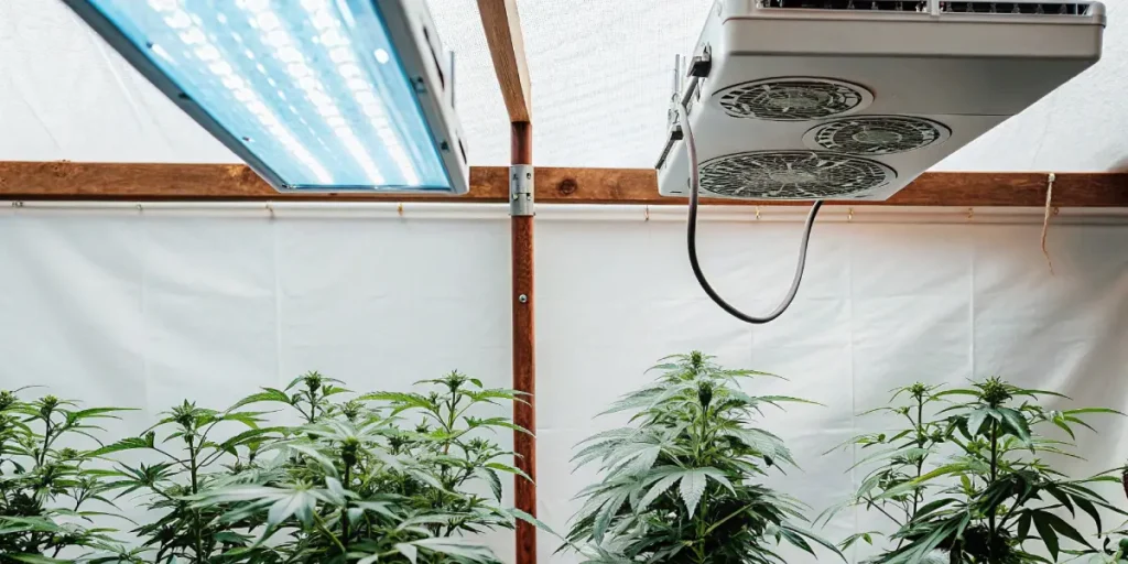 Indoor cannabis grow room with blue LED lighting above healthy plants.