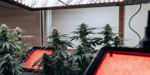 Best Auto Flower 2024: Top Strains for Maximum Yields