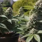 Outdoor Cannabis Plant with Dense Flowering Buds