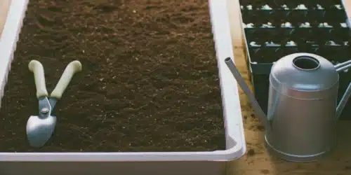 Autoflower Week 1 – What to Expect and How to Succeed