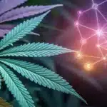 Close-up of colorful cannabis leaves next to a glowing, futuristic network graphic symbolizing technology and data connections