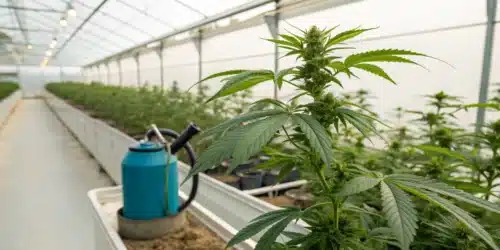 Best Fertilizer for Cannabis Vegetative Stage: Achieving Vigorous Growth