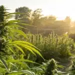 Outdoor cannabis garden flourishing with the best nutrients for outdoor grow.