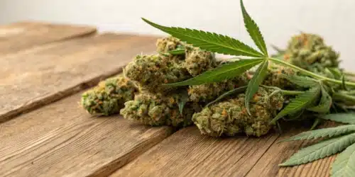 What is the Difference Between CBD Flower and CBD Biomass?