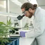 Scientist in lab coat and goggles examining a cannabis plant under a microscope in a laboratory.