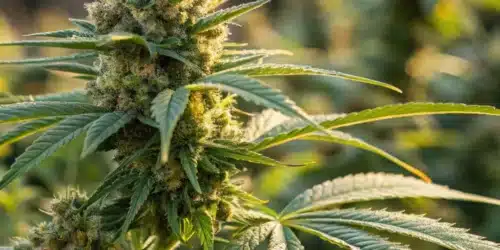 When to Harvest Outdoor Cannabis: Simple Steps for Maximum Yield