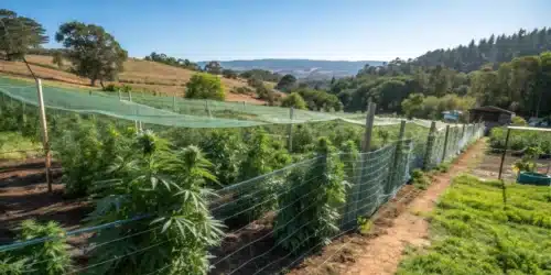 How to Protect your Outdoor Grow from Bugs