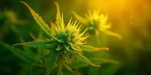 Delving Deep into Cannabis Endophytes