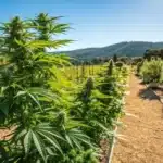 Lush outdoor marijuana garden with robust plants thriving in ideal soil for marijuana plants outdoors.