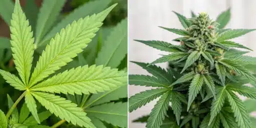 How to Know if Weed is Laced