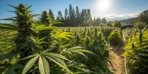 How to Achieve Outdoor Growing 10 Pound Plants with Proven Methods
