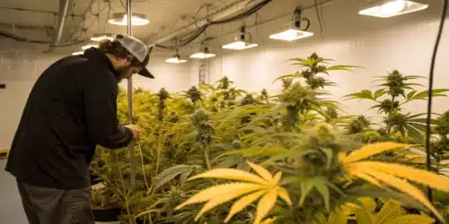 Identifying and Protecting Plants: Overcoming Cannabis Cultivation Problems