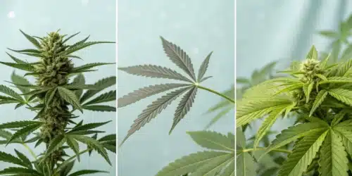 Best Cannabis Strains for Sleep