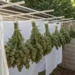 Outdoor drying buds outside setup with cannabis buds hung on a rack in a shaded area ensuring optimal airflow.
