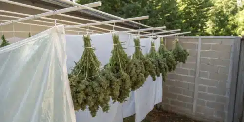 Drying buds outside: Essential Tips for Quality Cannabis