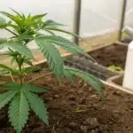 Realistic image of a healthy cannabis plant with fertilizer bottle, illustrating how often should I fertilize cannabis.