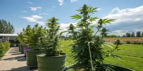 Growing Cannabis in Containers Outdoors: A Step-by-Step Approach