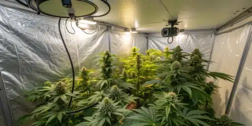 How To Grow Blueberry Badazz Weed Strain