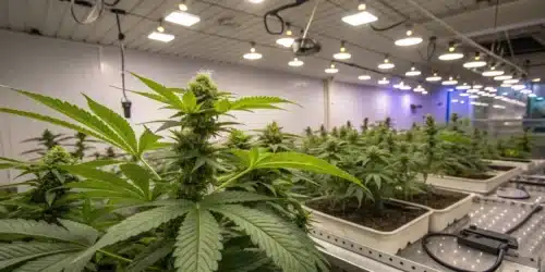 How To Grow Blueberry FV