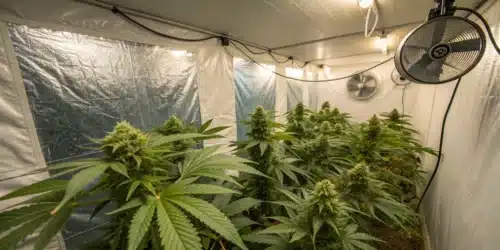 How to Grow Blueberry Headband Strain