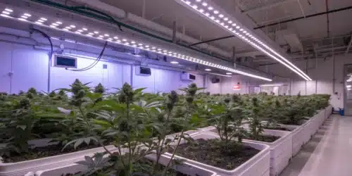 How To Grow Blueberry Widow Strain