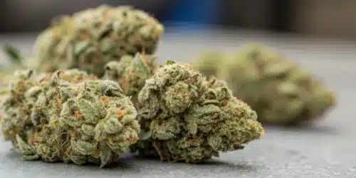 How To Grow Cookie Kush CBD