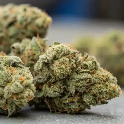 How To Grow Cookie Kush CBD