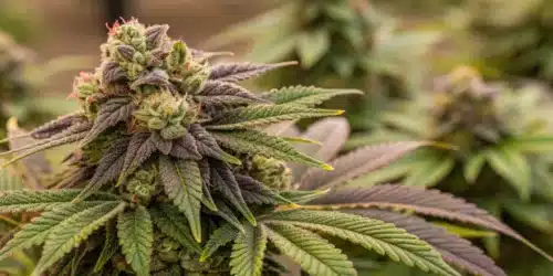 How to Grow Kush CBD