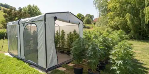 Outdoor Grow Tents: Enhance Your Cannabis Cultivation