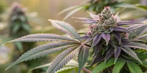How to Grow BC God Bud Regular Strain