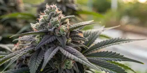 How to Grow Black Domina Afghan Kush